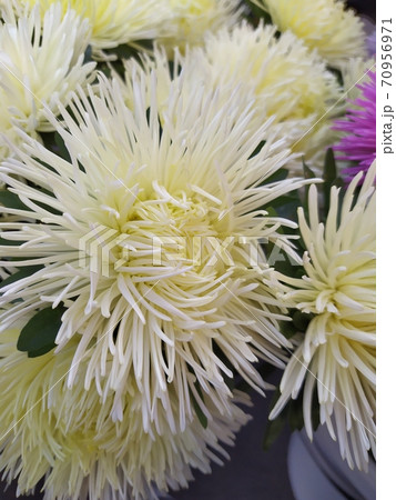 lots of white garden asters, flowers background 70956971