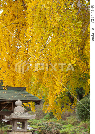 大銀杏（丹生酒殿神社） 70957149