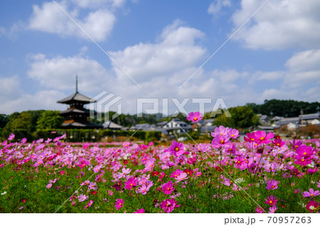 法起寺とコスモス（奈良県生駒郡斑鳩町） 70957263
