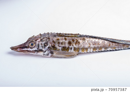 八角 八角 70957387