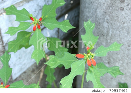 サマーポインセチア 70957462