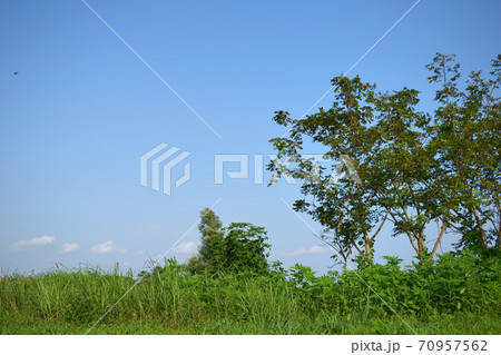 多摩川の雑草、自然の生命力。青空。 多摩川の雑草、自然の生命力。青空。 70957562