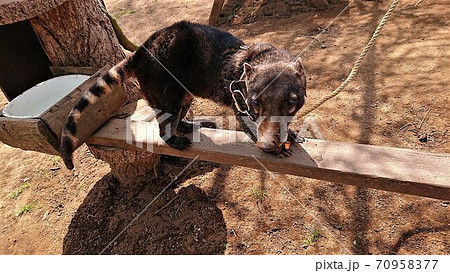 ダチョウ王国石岡ファーム とっても可愛いアカハナグマ 2 の写真素材