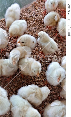 ダチョウ王国石岡ファーム 可愛いたくさんのヒヨコとふれあえます の写真素材 7095