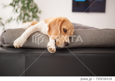 adult beagle resting on a gray sofa adult beagle resting on a gray sofa 70958426