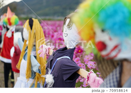 案山子と秋桜 案山子と秋桜 70958614