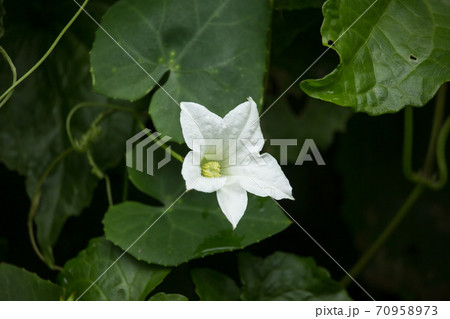 Flower Ivy Gourd  Coccinia grandis 70958973