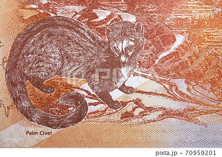 Asian palm civet a portrait from Philippine peso Asian palm civet a portrait from Philippine peso 70959201