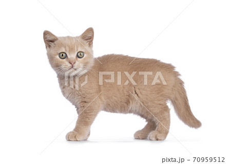 Creme British Shorthair kitten on white background Creme British Shorthair kitten on white background 70959512