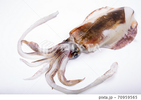 アオリイカ アオリイカ 70959565