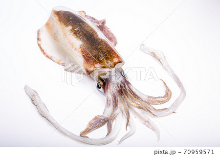 アオリイカ アオリイカ 70959571