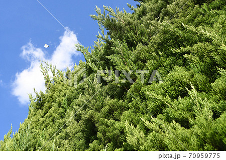 カイズカイブキ（貝塚伊吹） 70959775