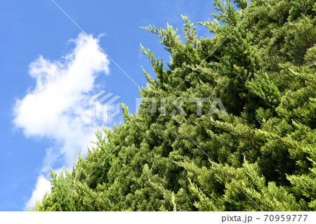 カイズカイブキ(貝塚伊吹) カイズカイブキ(貝塚伊吹) 70959777