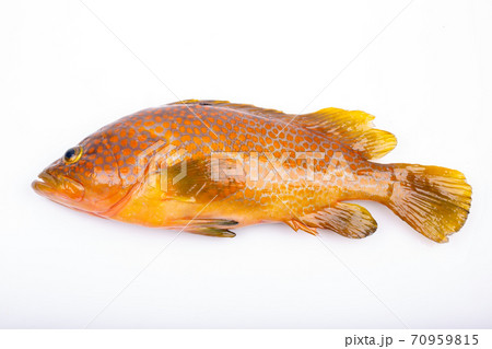 キジハタ 70959815