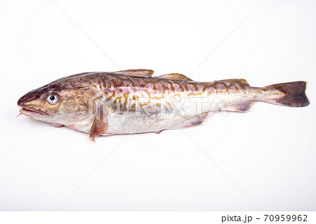 たら たら 70959962