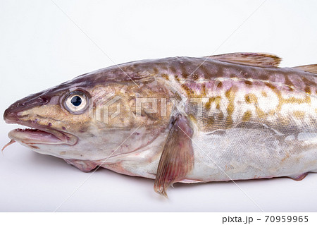 たら たら 70959965