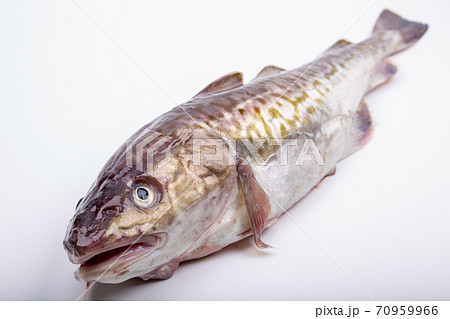 たらの写真素材