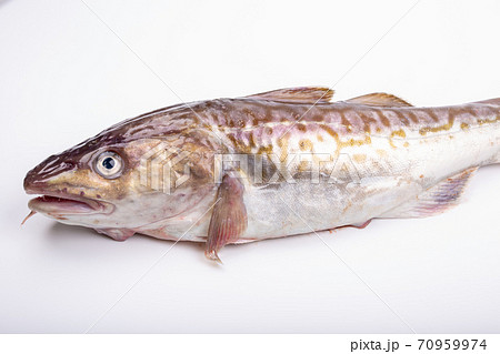 たら たら 70959974