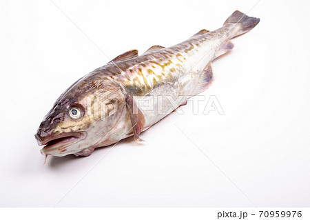 たら たら 70959976