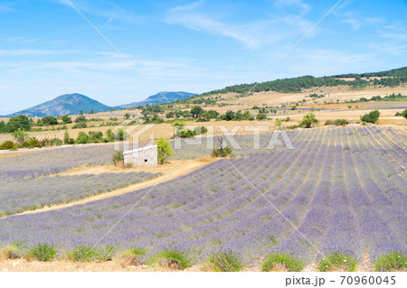 Lavender field at summer 70960045