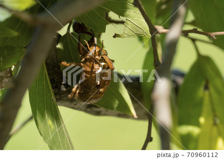 東京都立和田堀公園）秋に見つけた木の葉の裏に隠れたセミの抜け殻 70960112