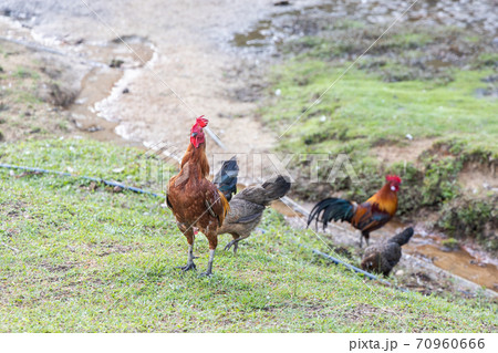 Free range organic livestock poultry farming in Malaysia 70960666