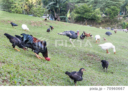 Free range organic livestock poultry farming in Malaysia 70960667