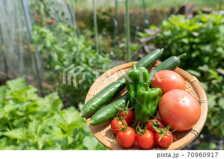 夏野菜の盛り合わせ 収穫した野菜 8月 家庭菜園の写真素材