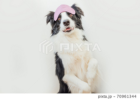 Do not disturb me, let me sleep. Funny cute smiling puppy dog border collie with sleeping eye mask isolated on white background. Rest, good night, siesta, insomnia, relaxation, tired, travel concept. 70961344