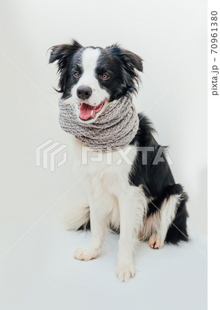 Funny studio portrait of cute smiling puppy dog border collie wearing warm clothes scarf around neck isolated on white background. Winter or autumn portrait of little dog. 70961380