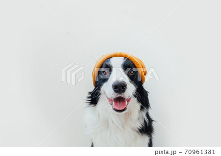 Funny studio portrait of cute smiling puppy dog border collie wearing warm knitted clothes yellow hat isolated on white background. Winter or autumn portrait of new lovely member of family little dog. 70961381