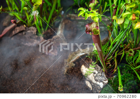 Very rare carnivorous plants in the rainy jungle with morning ground fog or mist, plant science 70962280