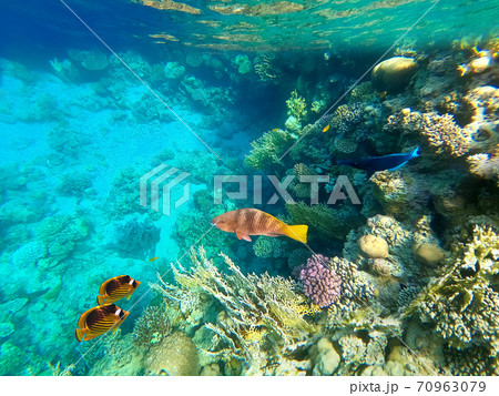Underwater Colorful Tropical Fishes. Underwater Colorful Tropical Fishes. 70963079