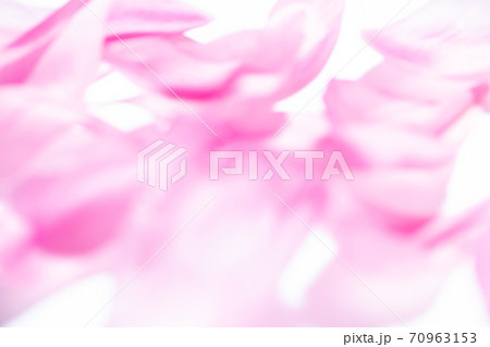 背景素材　ホワイトxピンク　花びらイメージ　写真素材 70963153