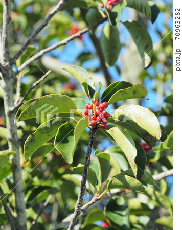 クロガネモチ(縁起物や秋のイメージに) クロガネモチ(縁起物や秋のイメージに) 70963282