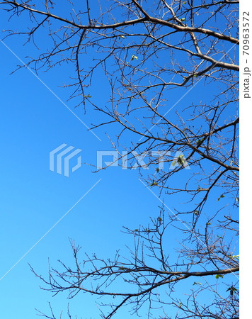 冬イメージ(枯れ木) 70963572