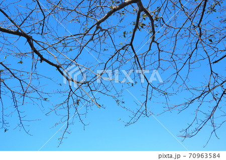冬イメージ(枯れ木) 70963584