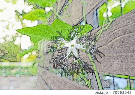 朝日を浴びて生き生きと成長した白い花「ヘビウリの花」色鉛筆画風 70963642