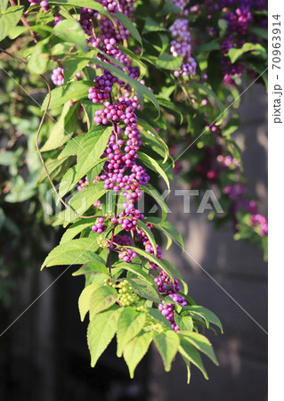 コムラサキの実 70963914