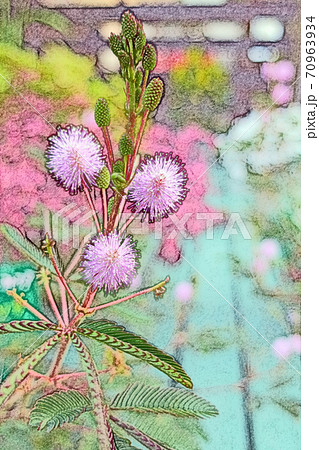 朝日を浴びて生き生きと成長している オジギソウの花 色鉛筆画風のイラスト素材