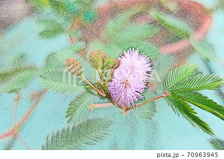 朝日を浴びて生き生きと成長している「オジギソウの花」色鉛筆画風 70963945
