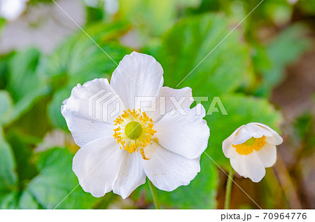 白いアネモネの花の写真素材