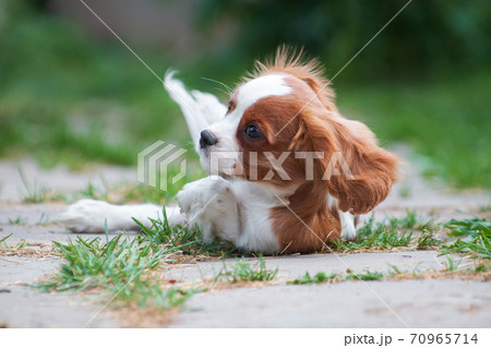 Young dog cavalier king charles spaniel wallowing 70965714