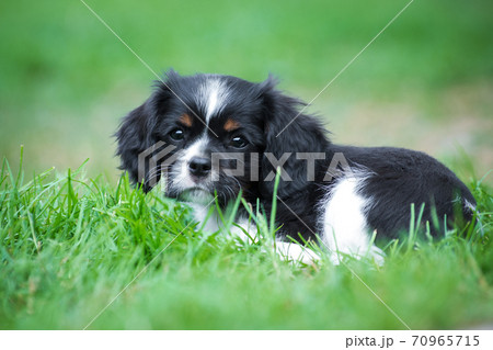 Cavalier king charles spaniel puppy on green grass 70965715