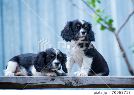 Two puppy cavalier king charles spaniel on a bench 70965718