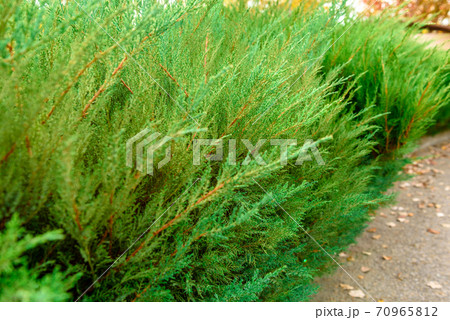 Several tui bushes with beautiful green branches with needles in a country park 70965812