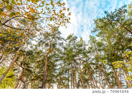 Tall beautiful trunks of pines in the autumn forest against the background of a bright blue sky Tall beautiful trunks of pines in the autumn forest against the background of a bright blue sky 70965848