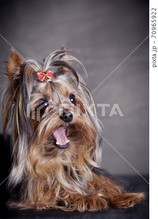 long haired terrier