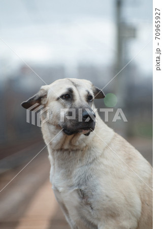Portrait of the dog breed Anatolian Shepherd (kangal, carabash) Portrait of the dog breed Anatolian Shepherd (kangal, carabash) 70965927