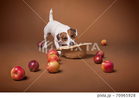 Jack Russell Terrier white and red dog bites his hat and sprinkles apples 70965928